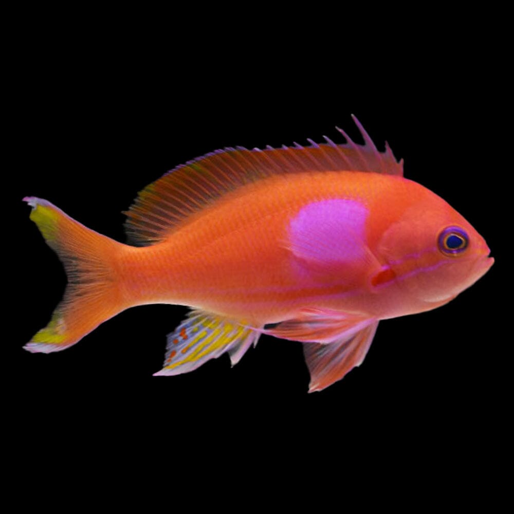 Squareback Anthias Fish Reef Lounge USA