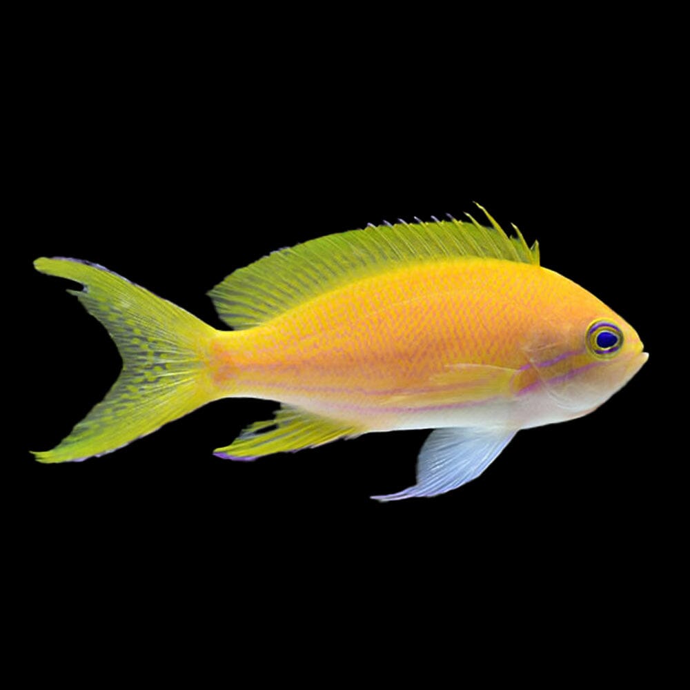 Squareback Anthias Fish Reef Lounge USA