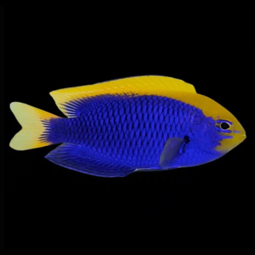Starcki Damsel Fish Reef Lounge USA
