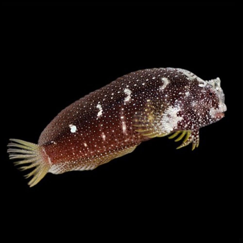 Starry Blenny Fish Reef Lounge USA