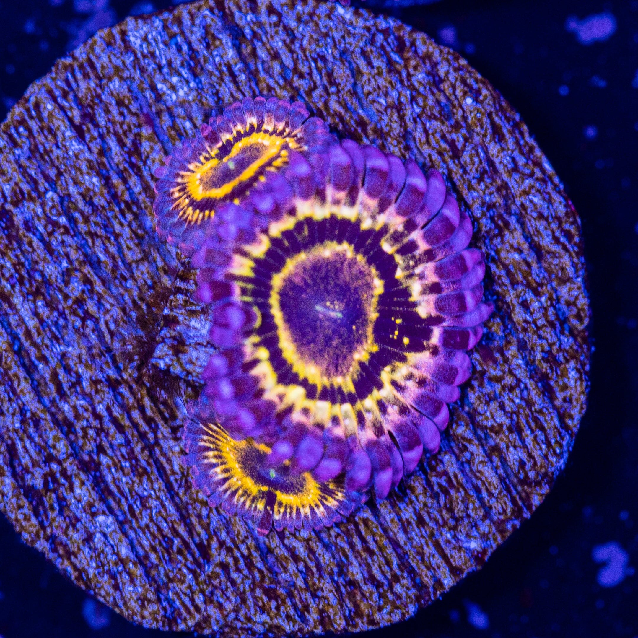 Stratosphere Zoanthid Frag 1A - WYSIWYG Reef Lounge USA