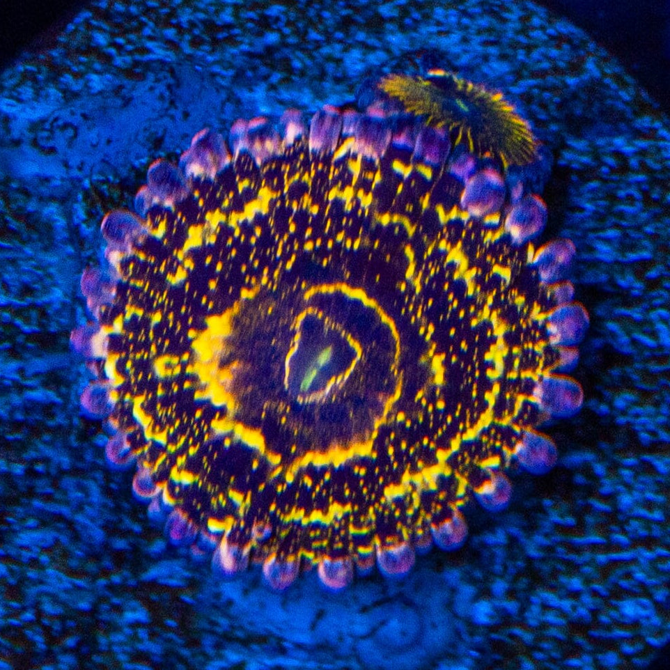 Stratosphere Zoanthid Frag - WYSIWYG Zoa Reef Lounge USA