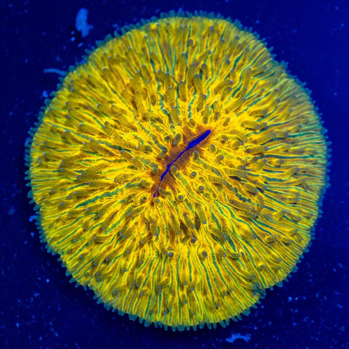 Sun God Plate Coral - WYSIWYG Reef Lounge Coral