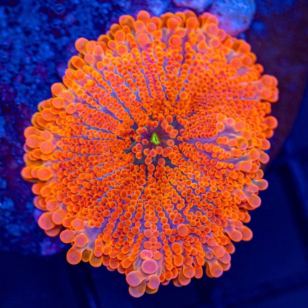 Sunfire Yuma - WYSIWYG Reef Lounge Coral