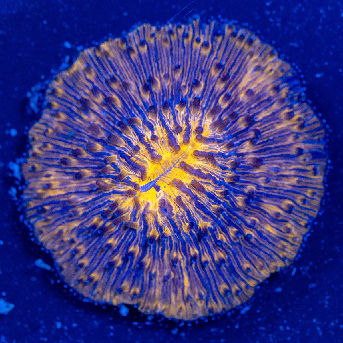 Sunset Plate Coral - WYSIWYG Reef Lounge Coral