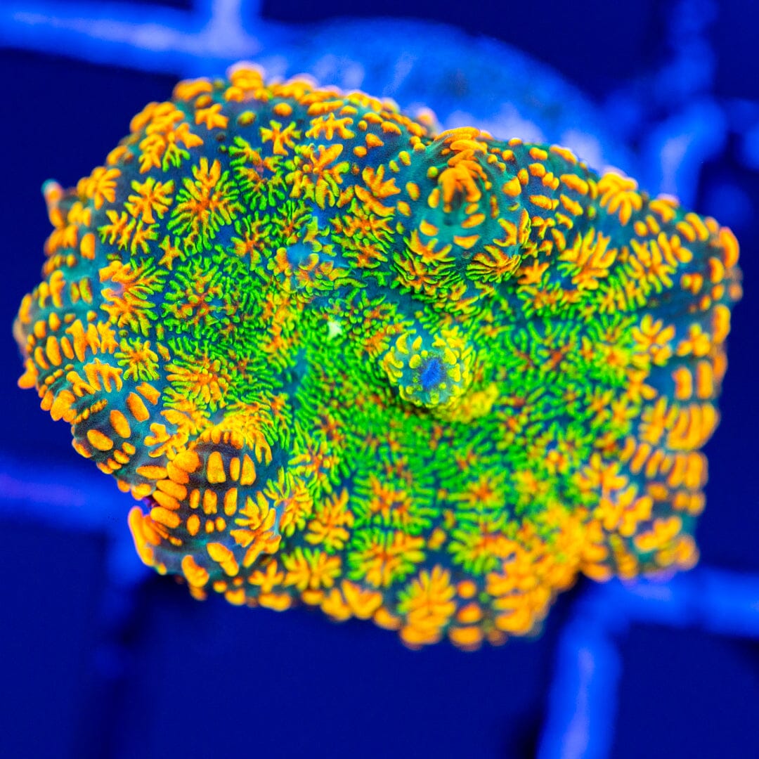 Tequila Sunset Mushroom Coral 3A - WYSIWYG Reef Lounge Coral