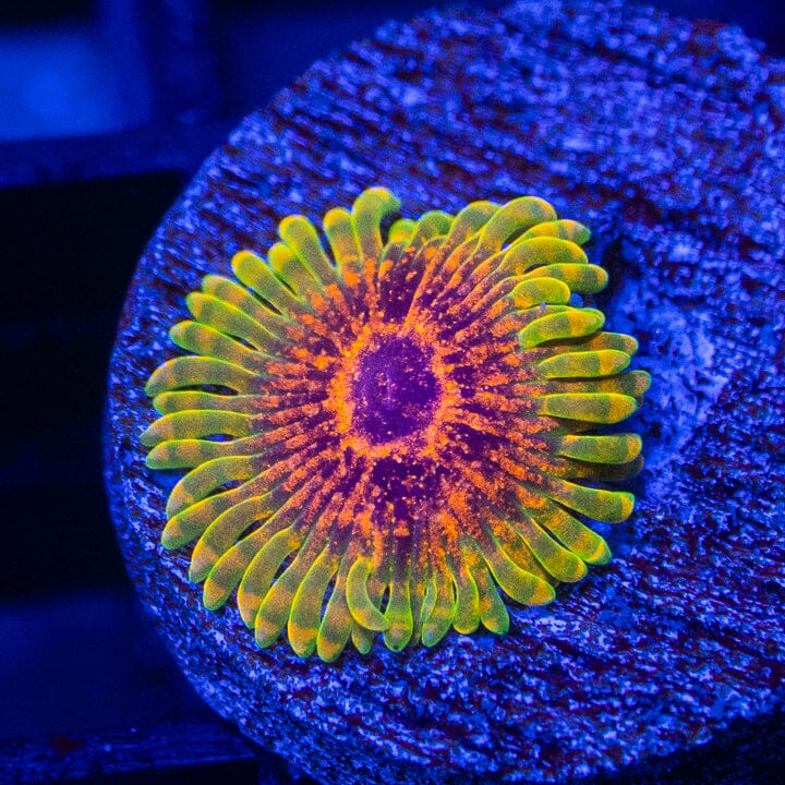 The Predator Zoanthids Soft Coral Reef Lounge USA