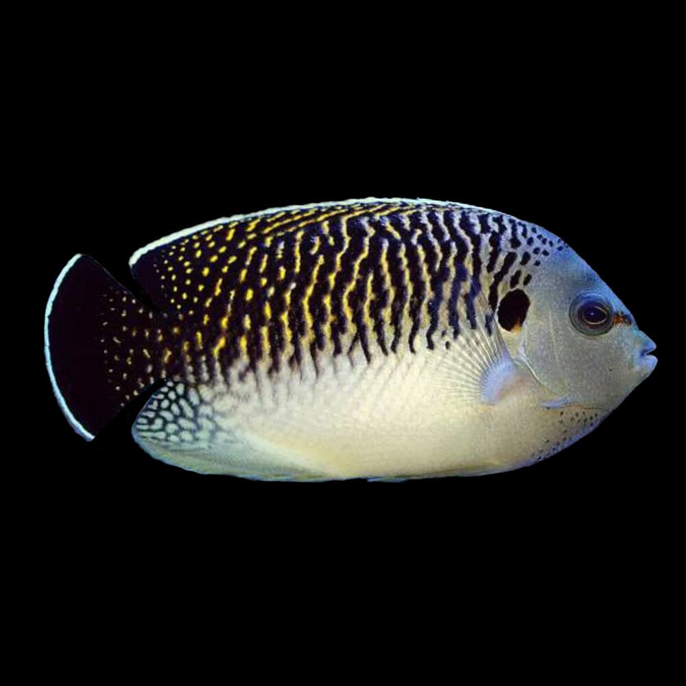 Tiger Angelfish Fish Reef Lounge USA