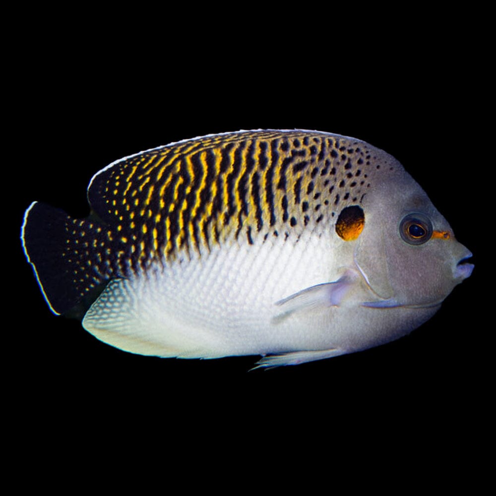 Tiger Angelfish (PRE-ORDER) Fish Reef Lounge Coral