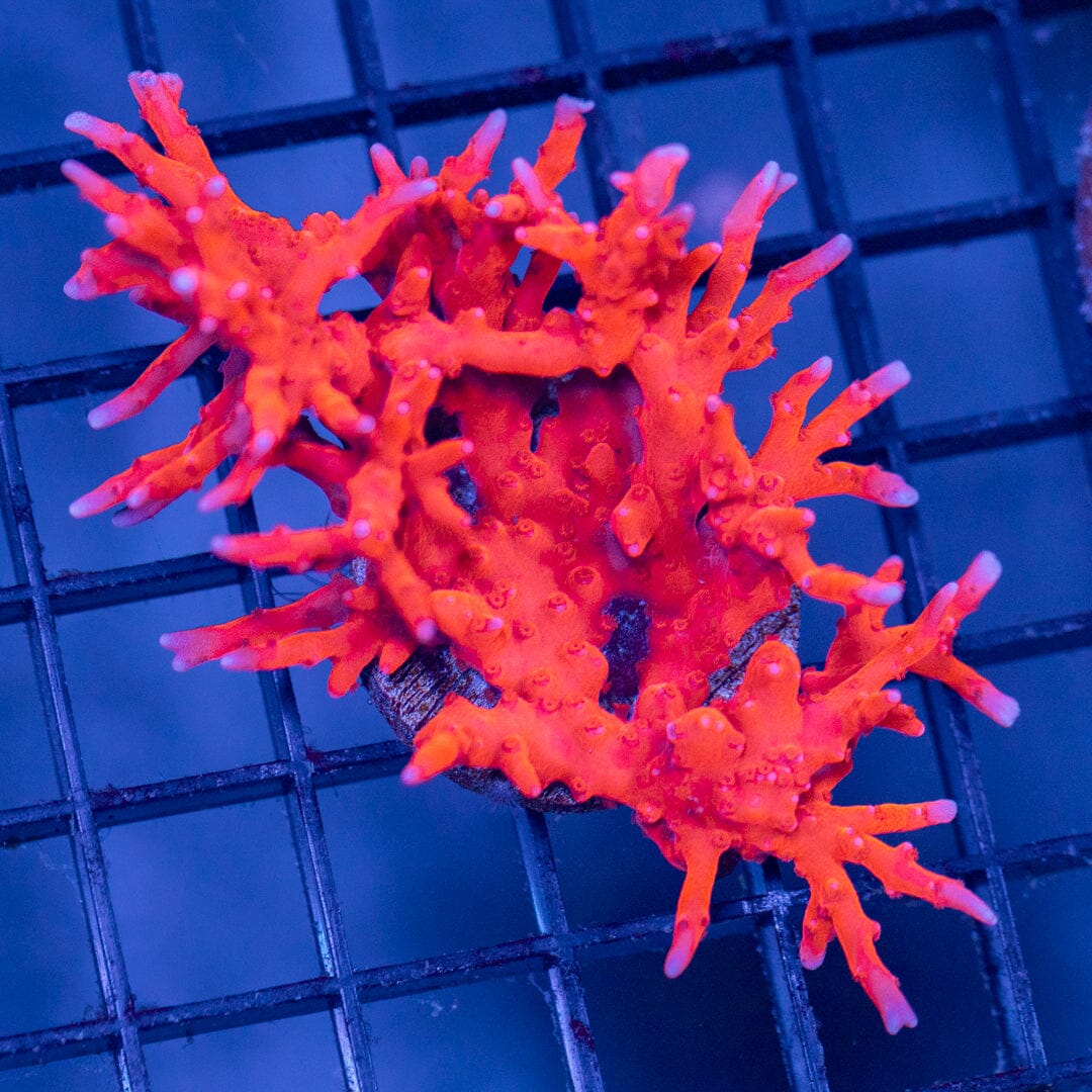 TNT Anacropora Reef Lounge Coral