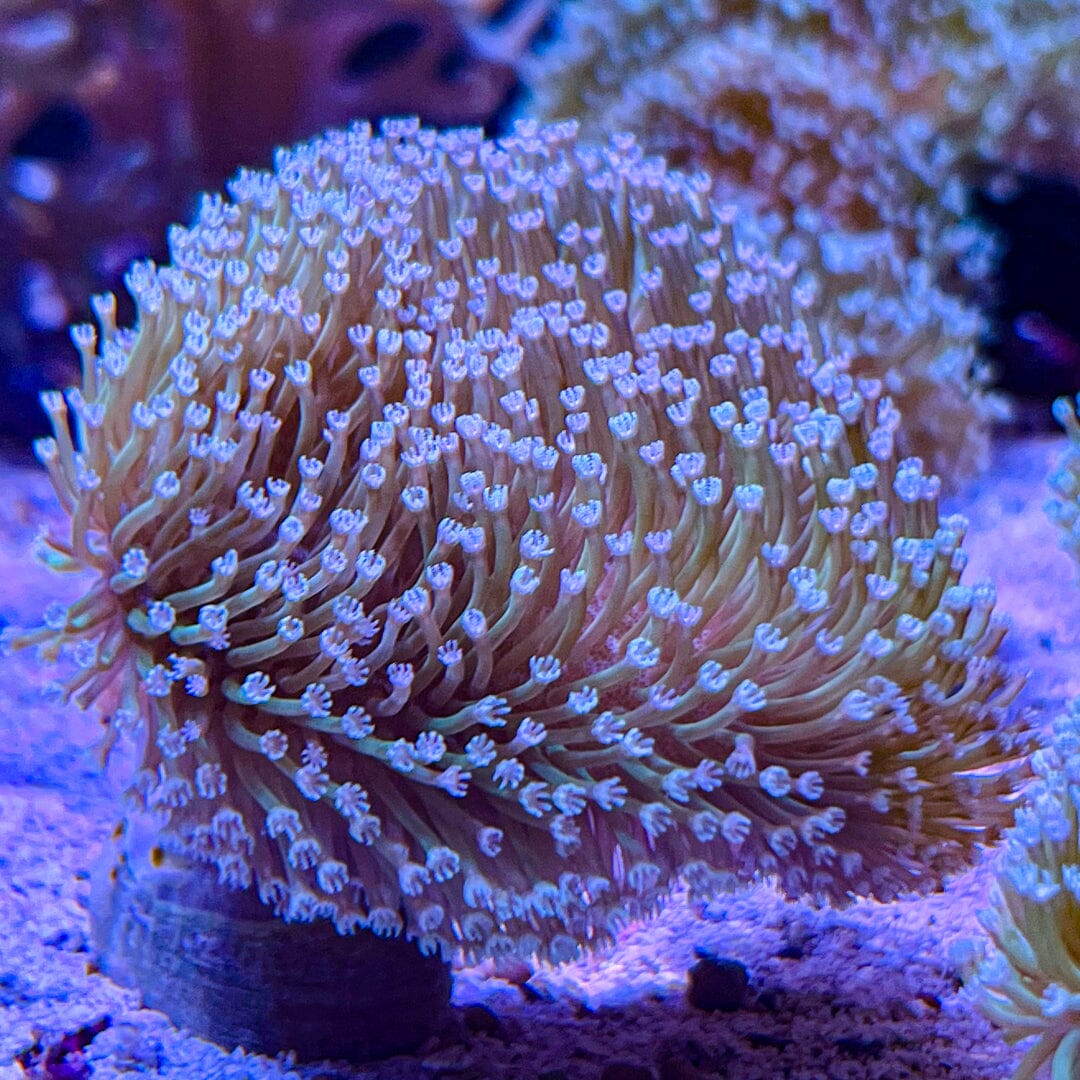 Toadstool Leather Reef Lounge Coral