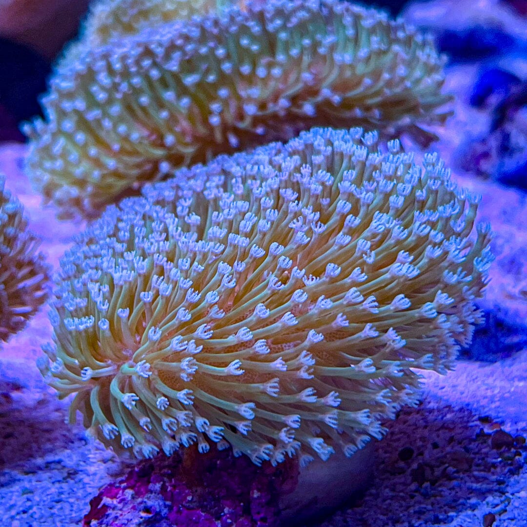 Toadstool Leather Reef Lounge Coral