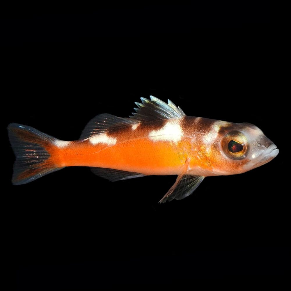 Tobacco Basslet Fish Reef Lounge USA