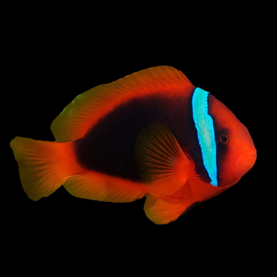 Tomato Clownfish Fish Reef Lounge Coral