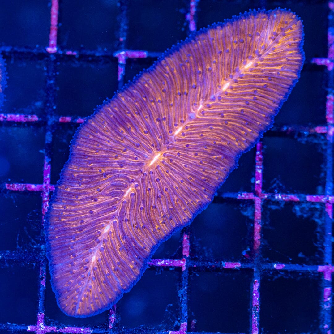 Tongue Coral 1A - WYSIWYG Reef Lounge Norco