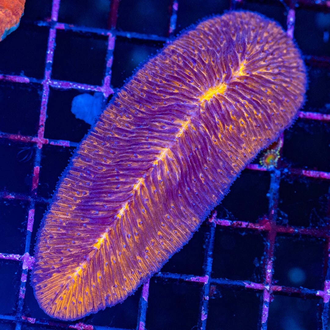 Tongue Coral 2A - WYSIWYG Reef Lounge Norco