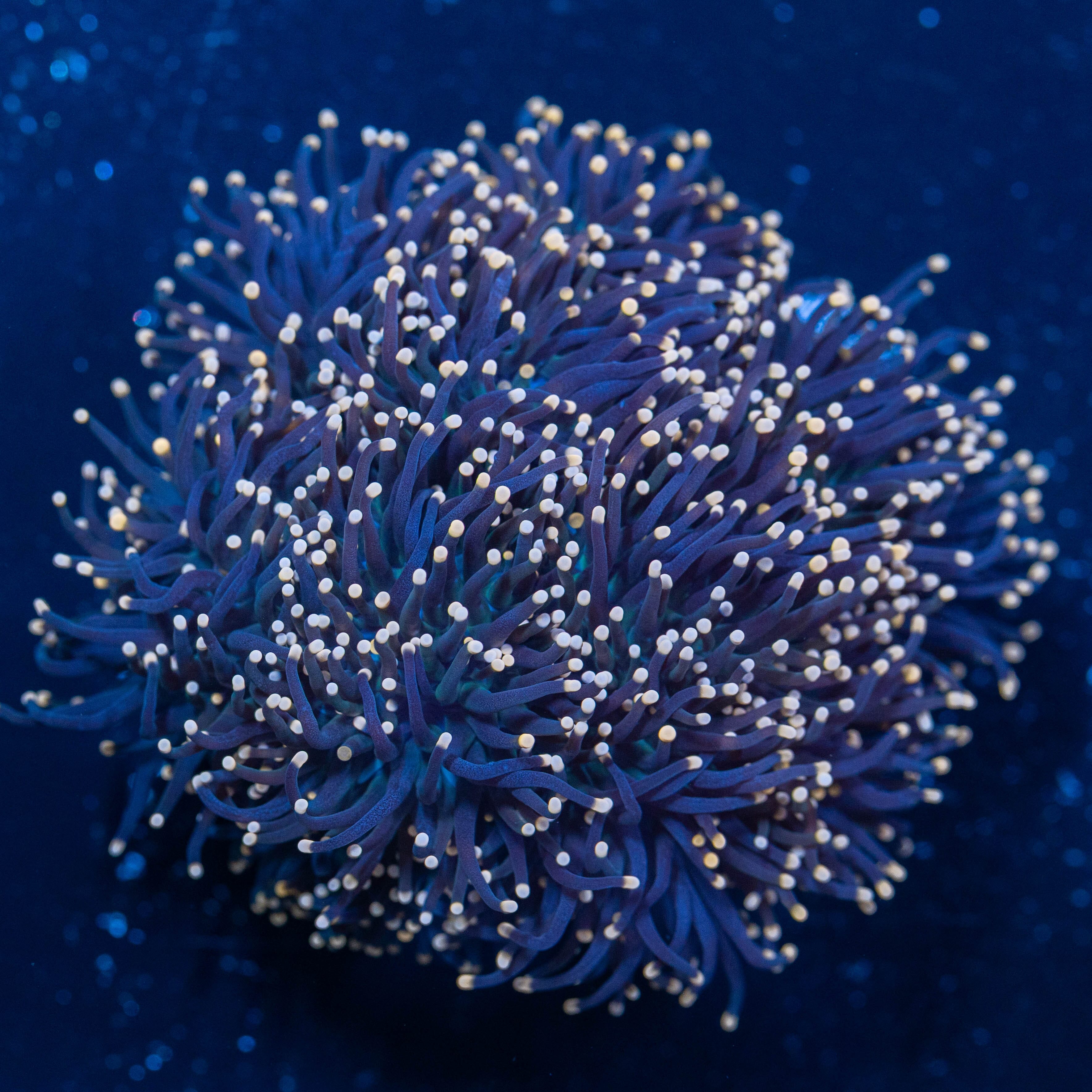 Torch Coral Colony 2A - WYSIWYG Reef Lounge Norco