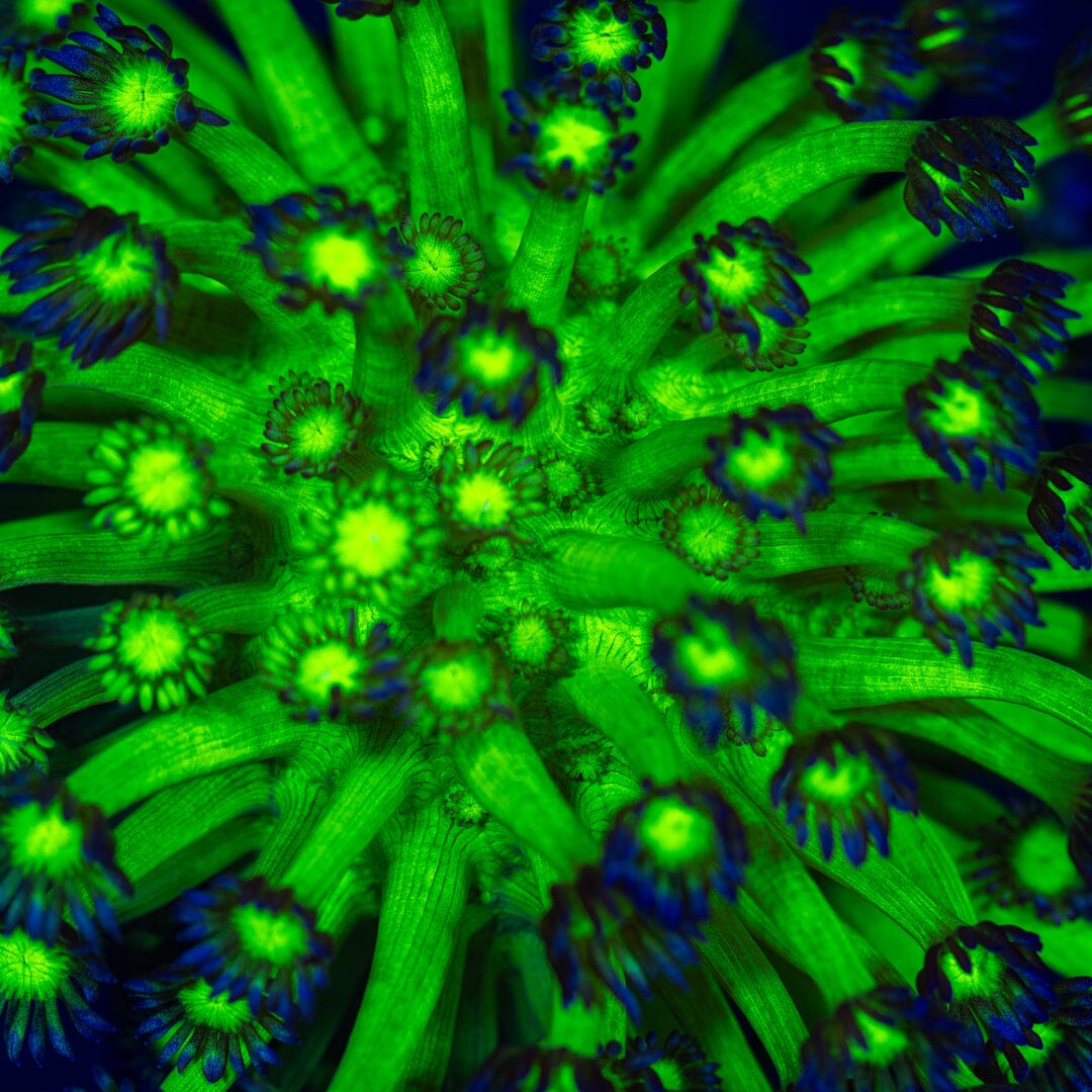 Toxic Green Goniopora Colony - WYSIWYG Reef Lounge Norco