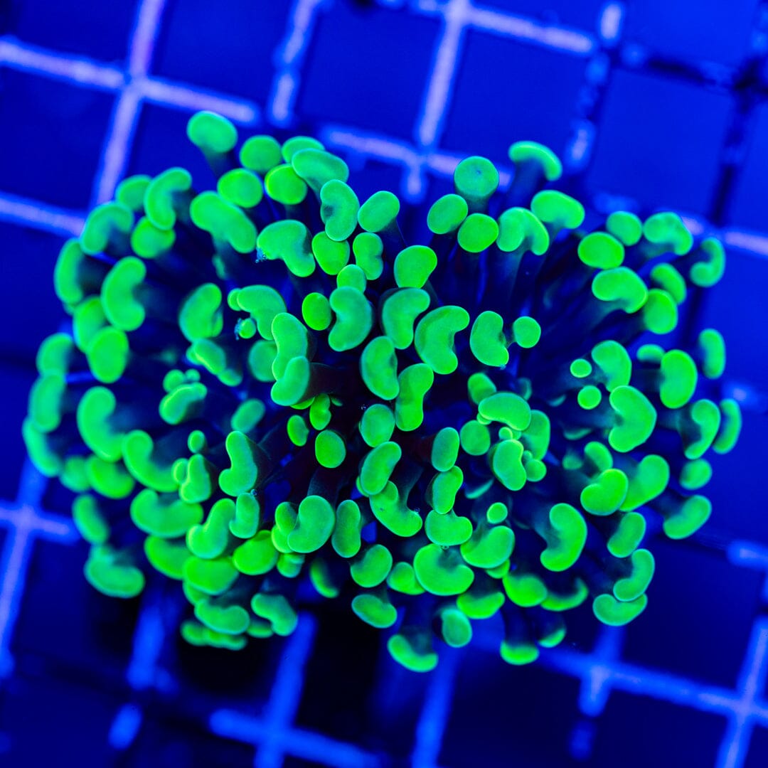 Toxic Green Hammer Coral Reef Lounge Coral