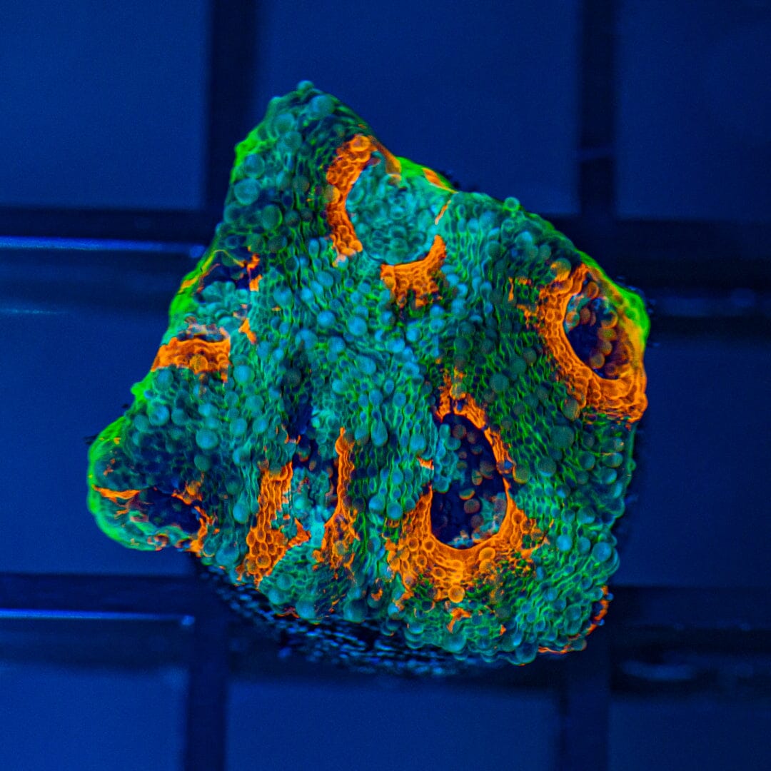Tropic Thunder Acan Echinata Reef Lounge Coral