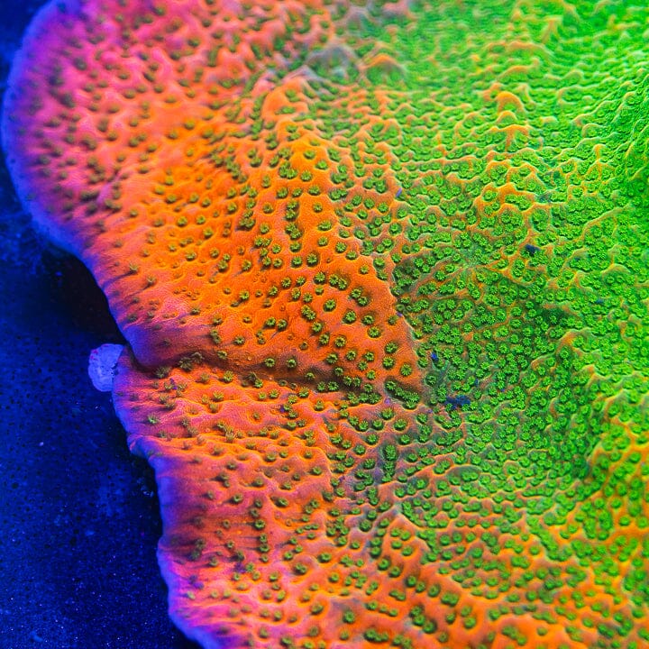 Tropic Thunder Montipora Montipora Reef Lounge USA