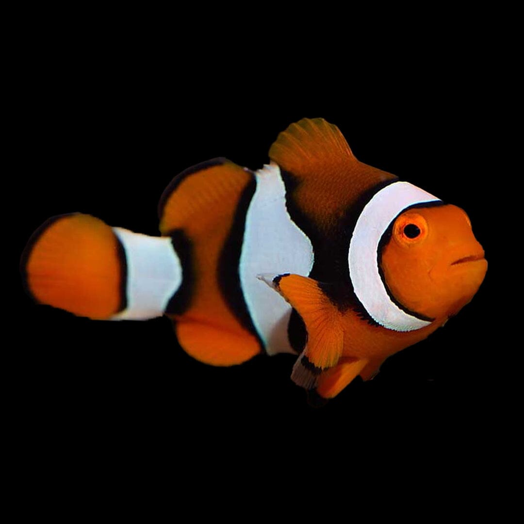 True Percula Clownfish Fish Reef Lounge Coral