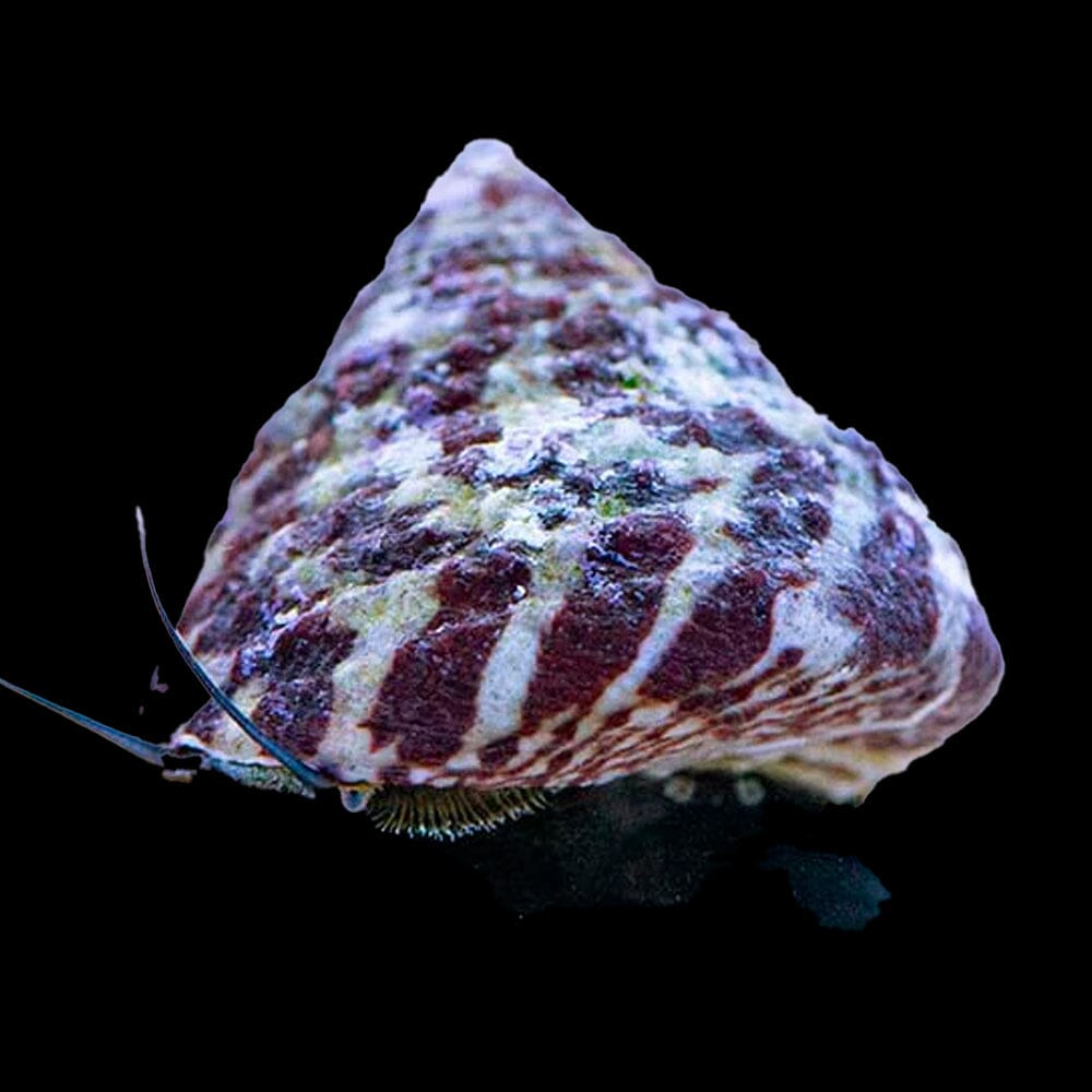 Turban Snail Invertebrate Reef Lounge USA