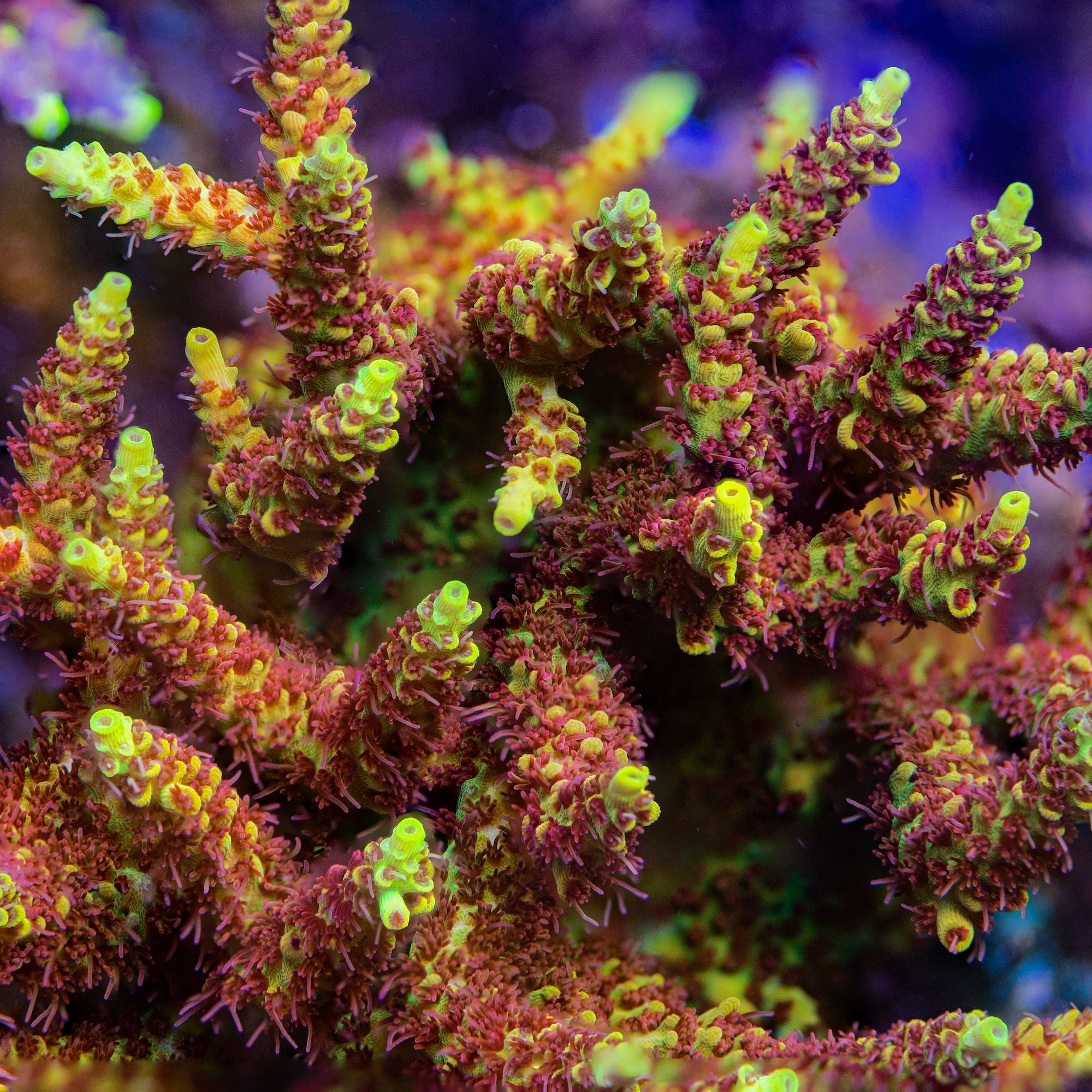 Tyree Pink Lemonade Acropora Reef Lounge Coral
