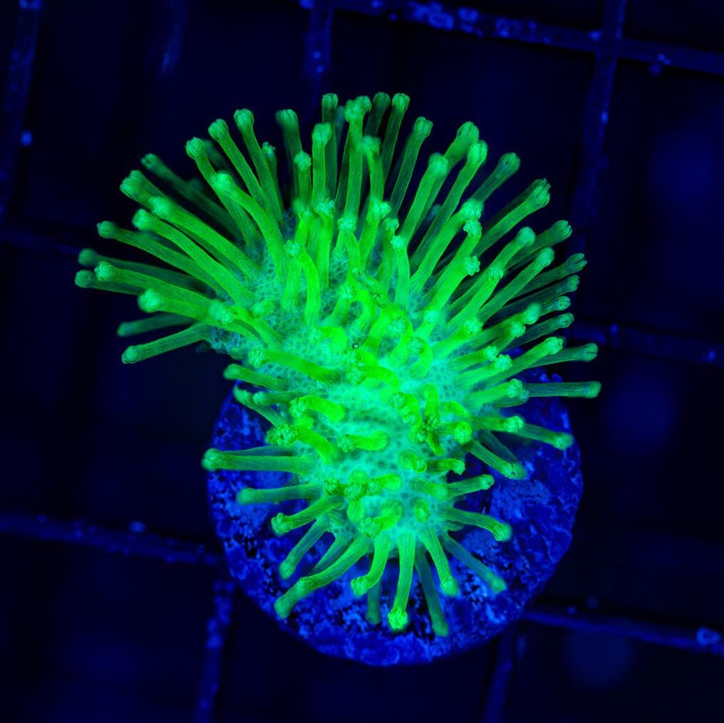 Tyree Toadstool Leather Reef Lounge USA