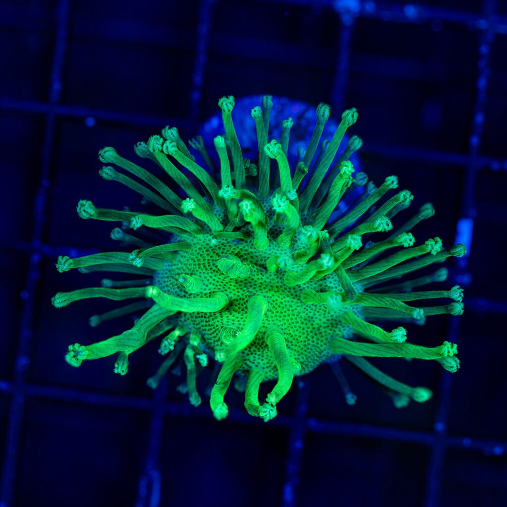 Tyree Toadstool Leather Reef Lounge USA