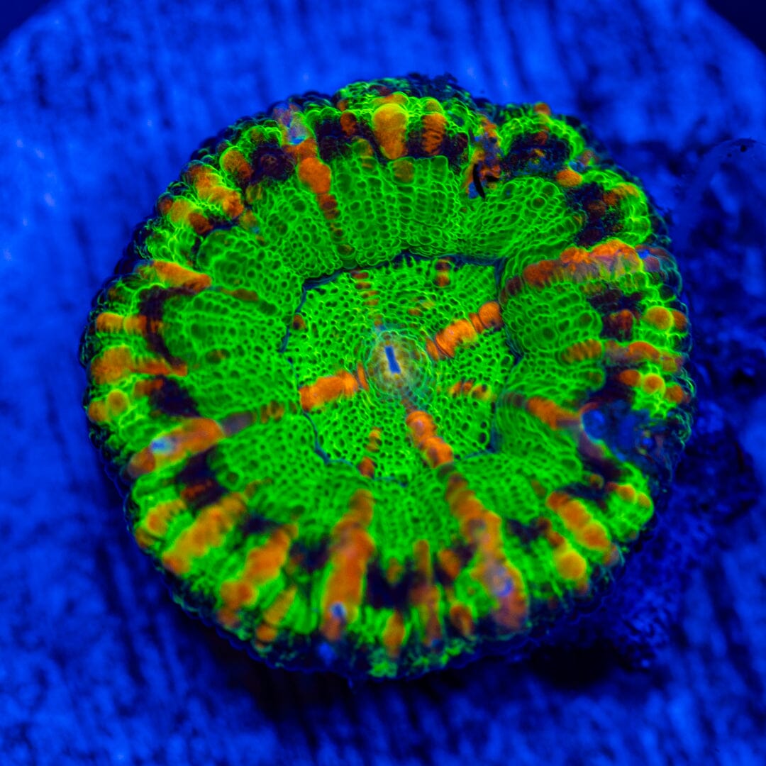 UFO Button Scoly 4A - WYSIWYG LPS Coral Reef Lounge USA