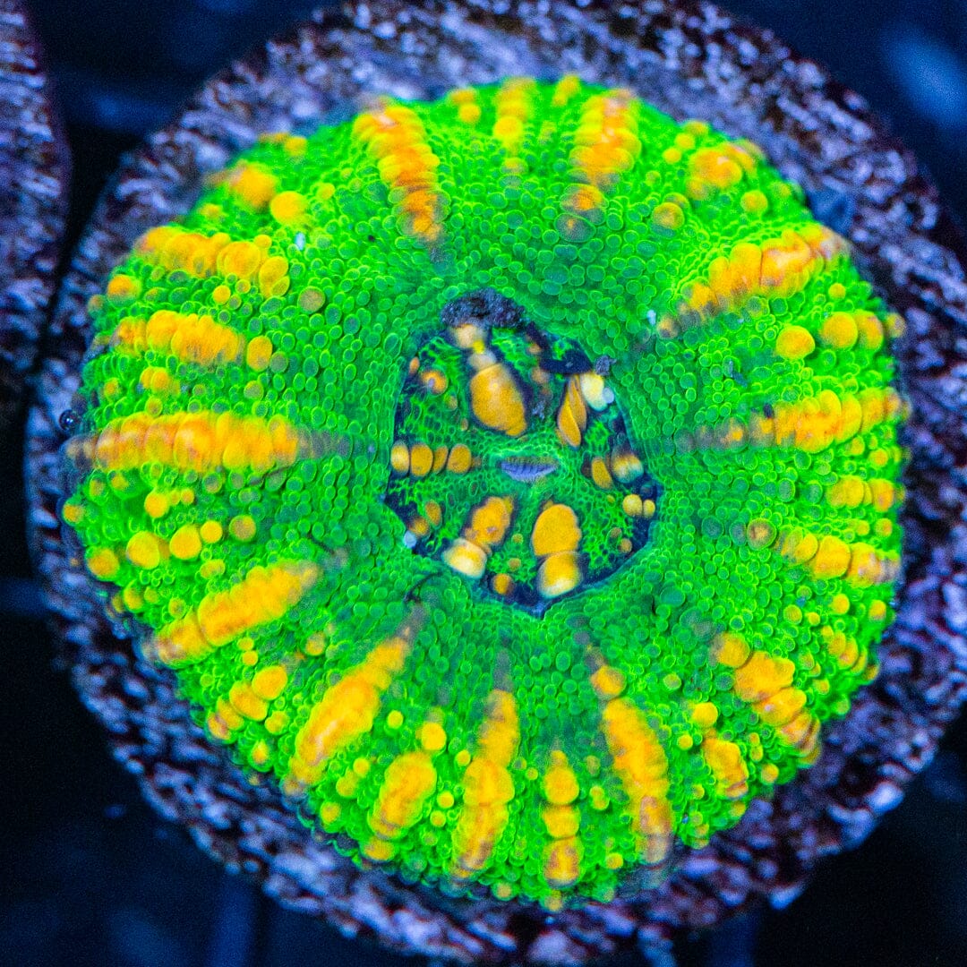Ultra Button Scoly 2A - WYSIWYG Reef Lounge Coral