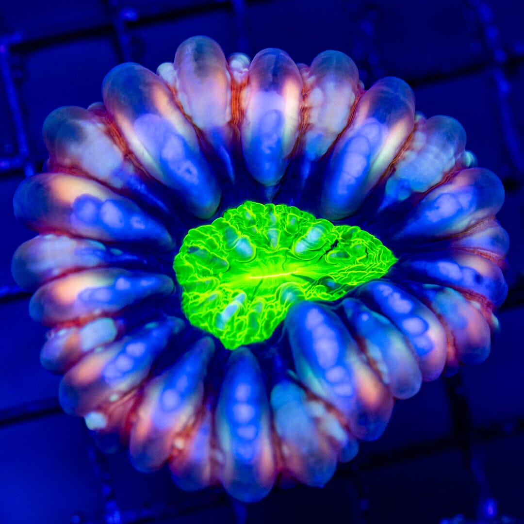 Ultra Cynarina 1A- WYSIWYG LPS Coral Reef Lounge USA