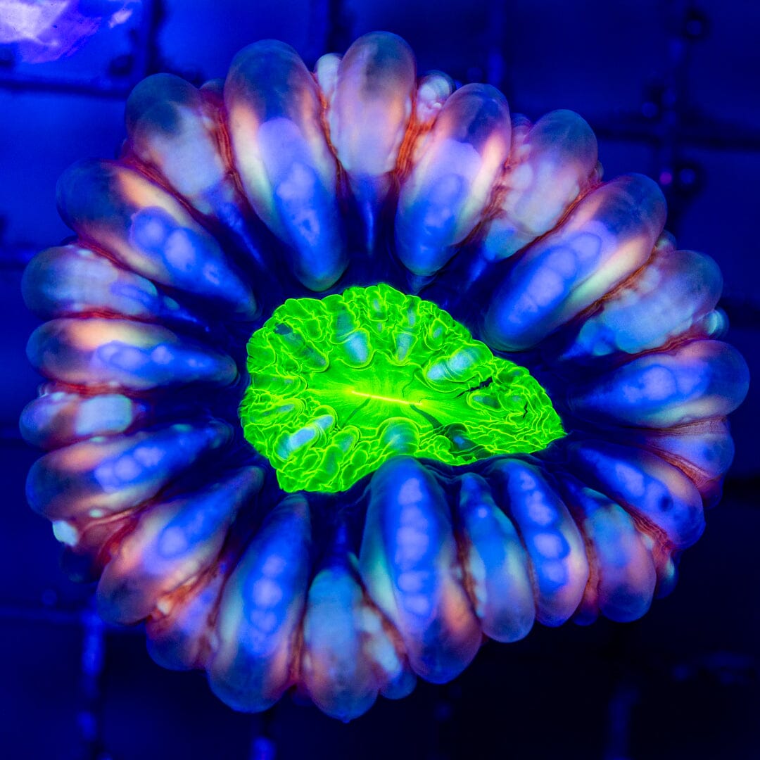 Ultra Cynarina 1A- WYSIWYG LPS Coral Reef Lounge USA