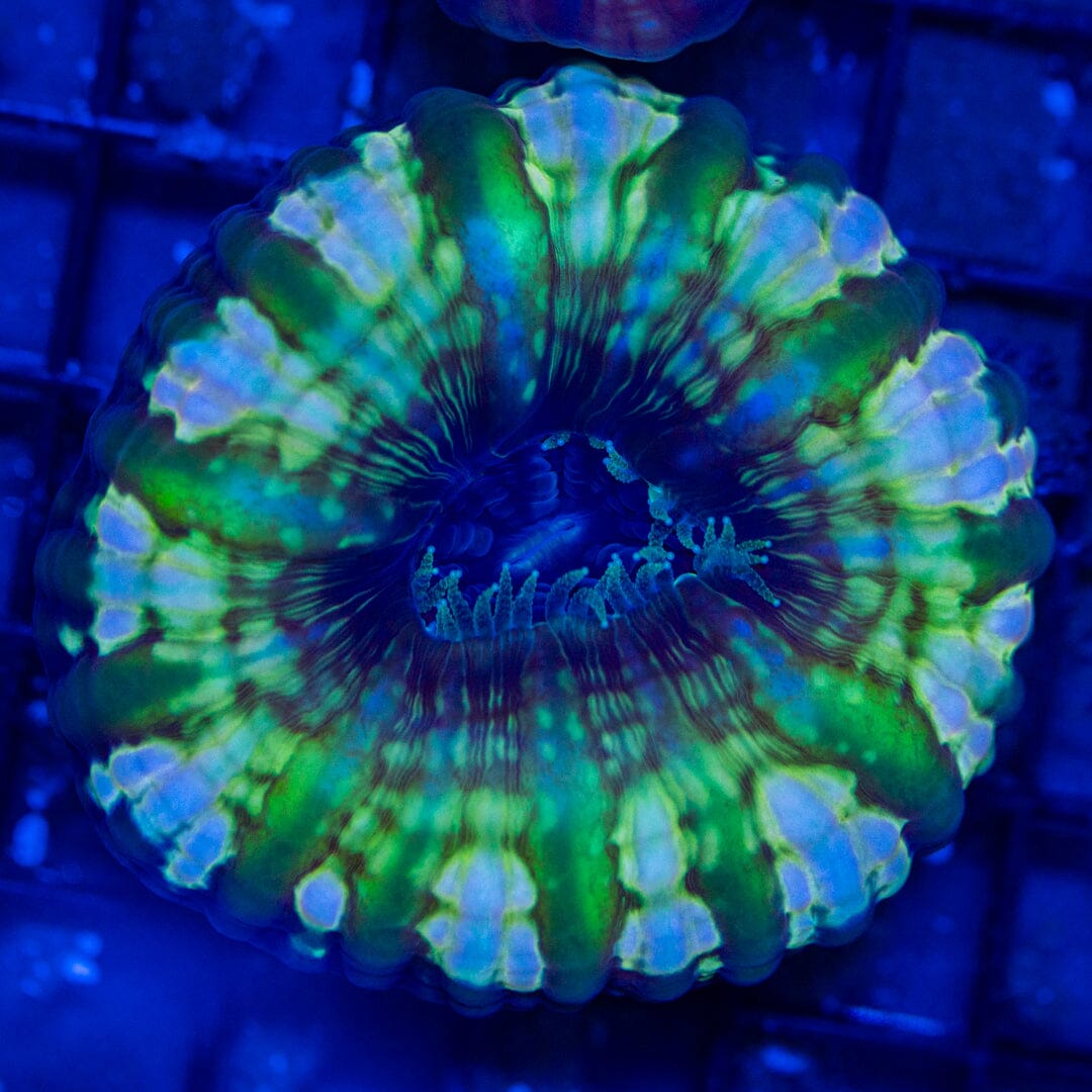 Ultra Cynarina 1C - WYSIWYG Reef Lounge Norco