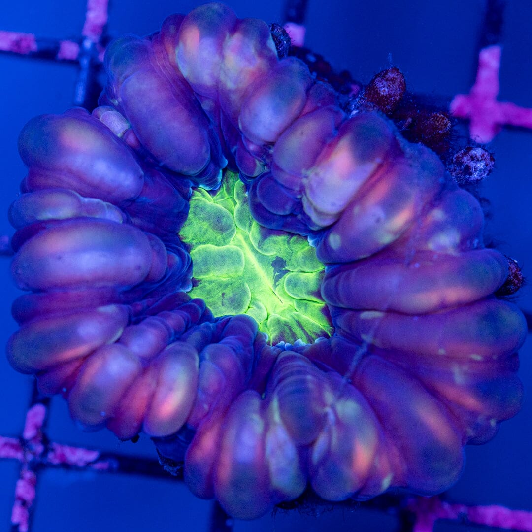 Ultra Cynarina 1D - WYSIWYG Reef Lounge Norco