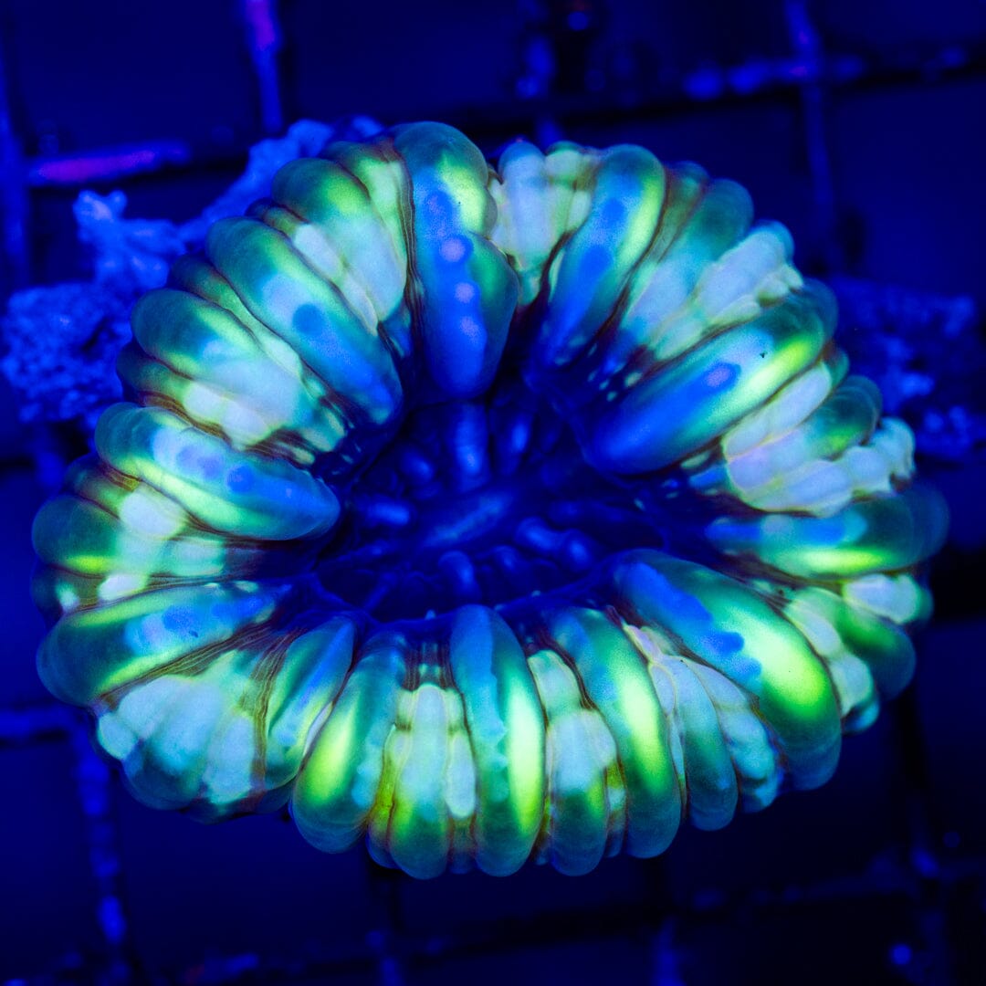 Ultra Cynarina 2A- WYSIWYG LPS Coral Reef Lounge USA