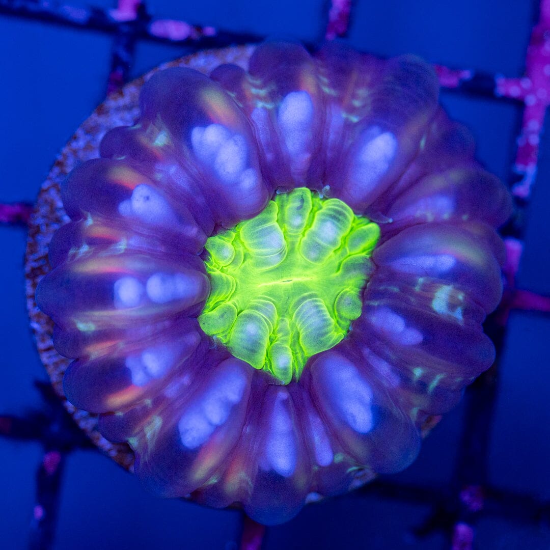 Ultra Cynarina 2D - WYSIWYG Reef Lounge Norco