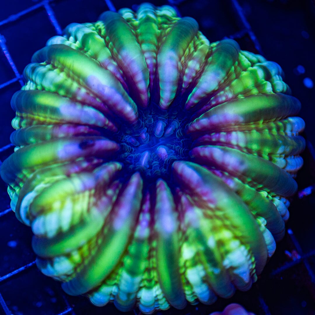 Ultra Cynarina 2F - WYSIWYG Reef Lounge Norco