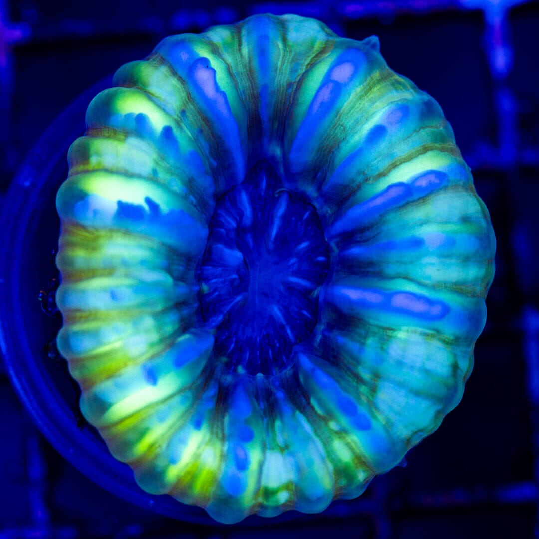 Ultra Cynarina 3A- WYSIWYG LPS Coral Reef Lounge USA