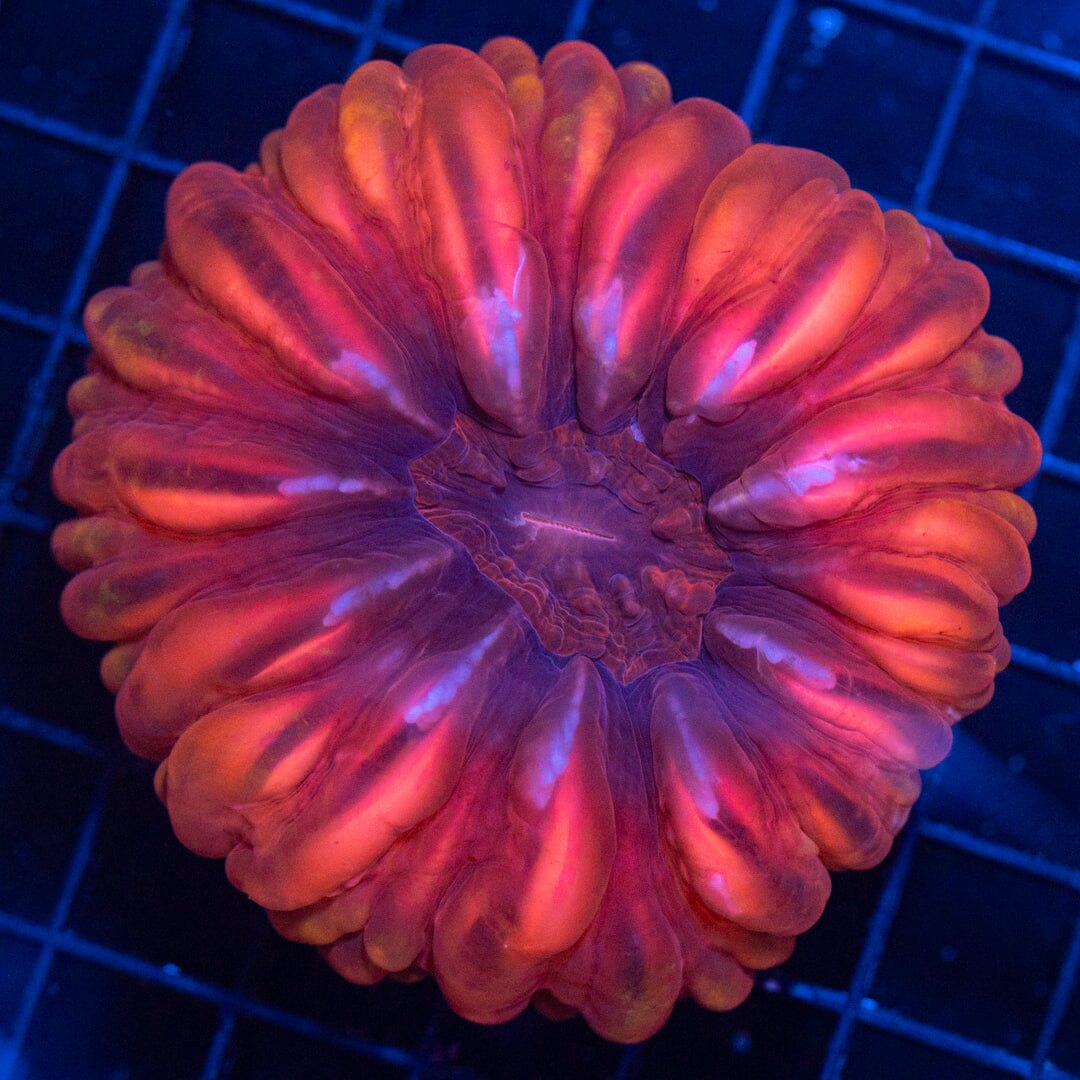 Ultra Cynarina 3B - WYSIWYG Reef Lounge Coral