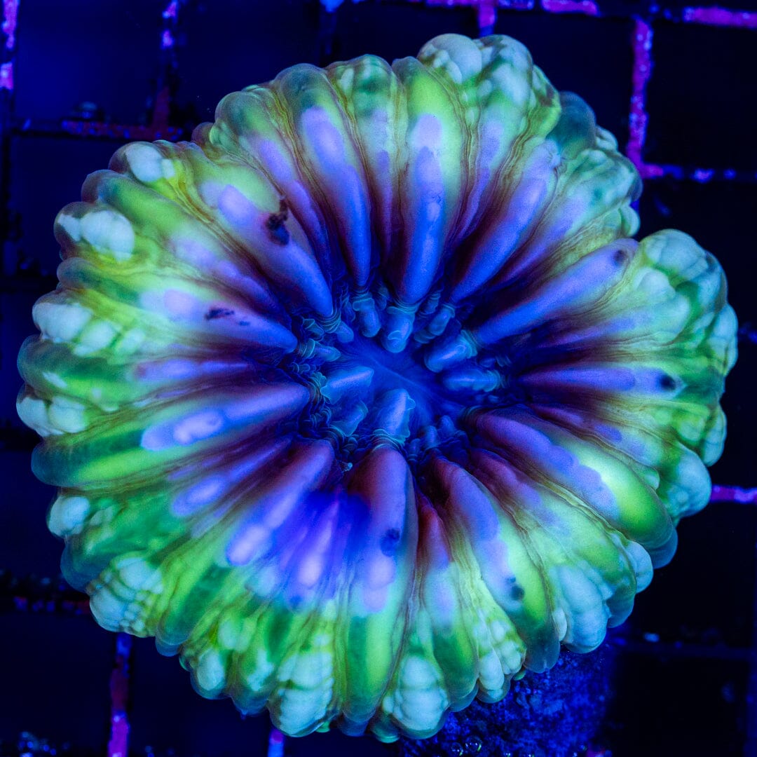 Ultra Cynarina 4A- WYSIWYG LPS Coral Reef Lounge USA