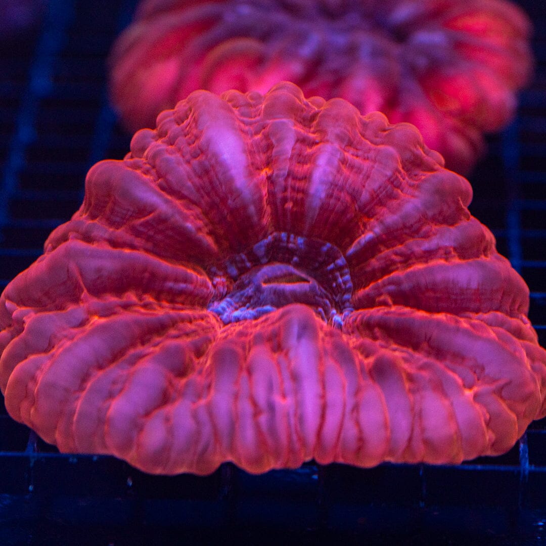 Ultra Cynarina 4B - WYSIWYG Reef Lounge Coral