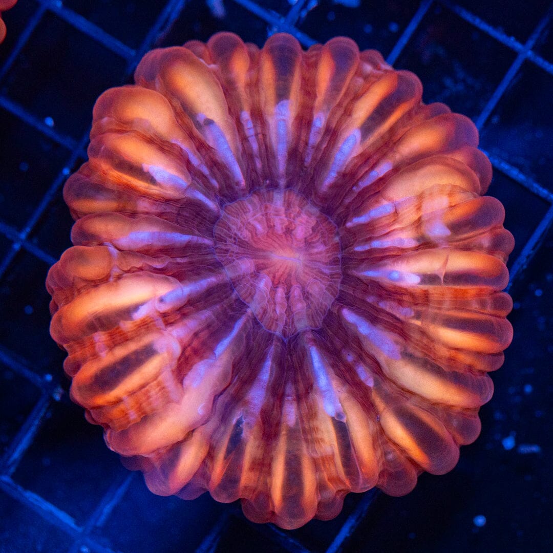 Ultra Cynarina 6B - WYSIWYG Reef Lounge Coral