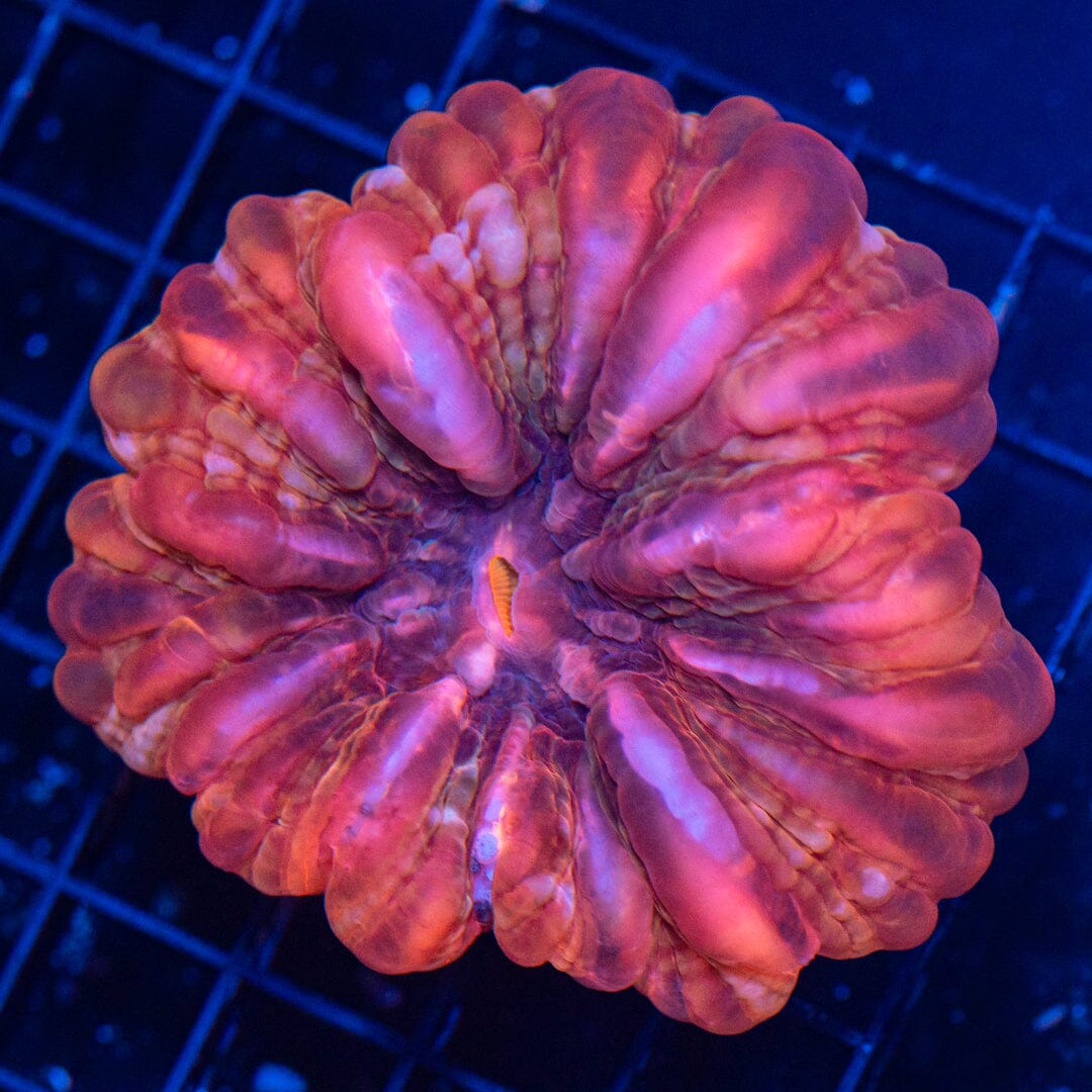 Ultra Cynarina 7B - WYSIWYG Reef Lounge Coral