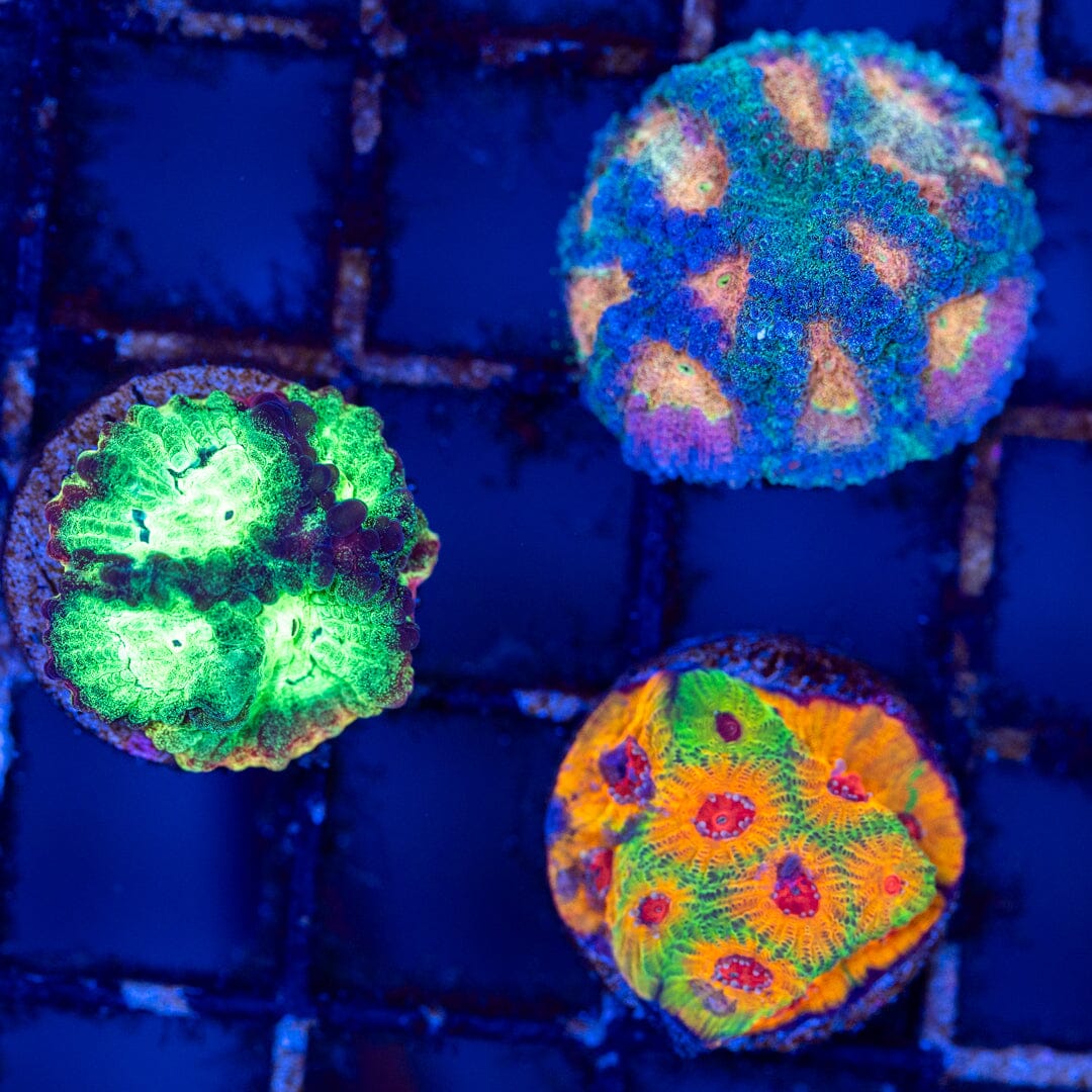 Ultra Favia Variety Pack 1A - WYSIWYG Reef Lounge Coral