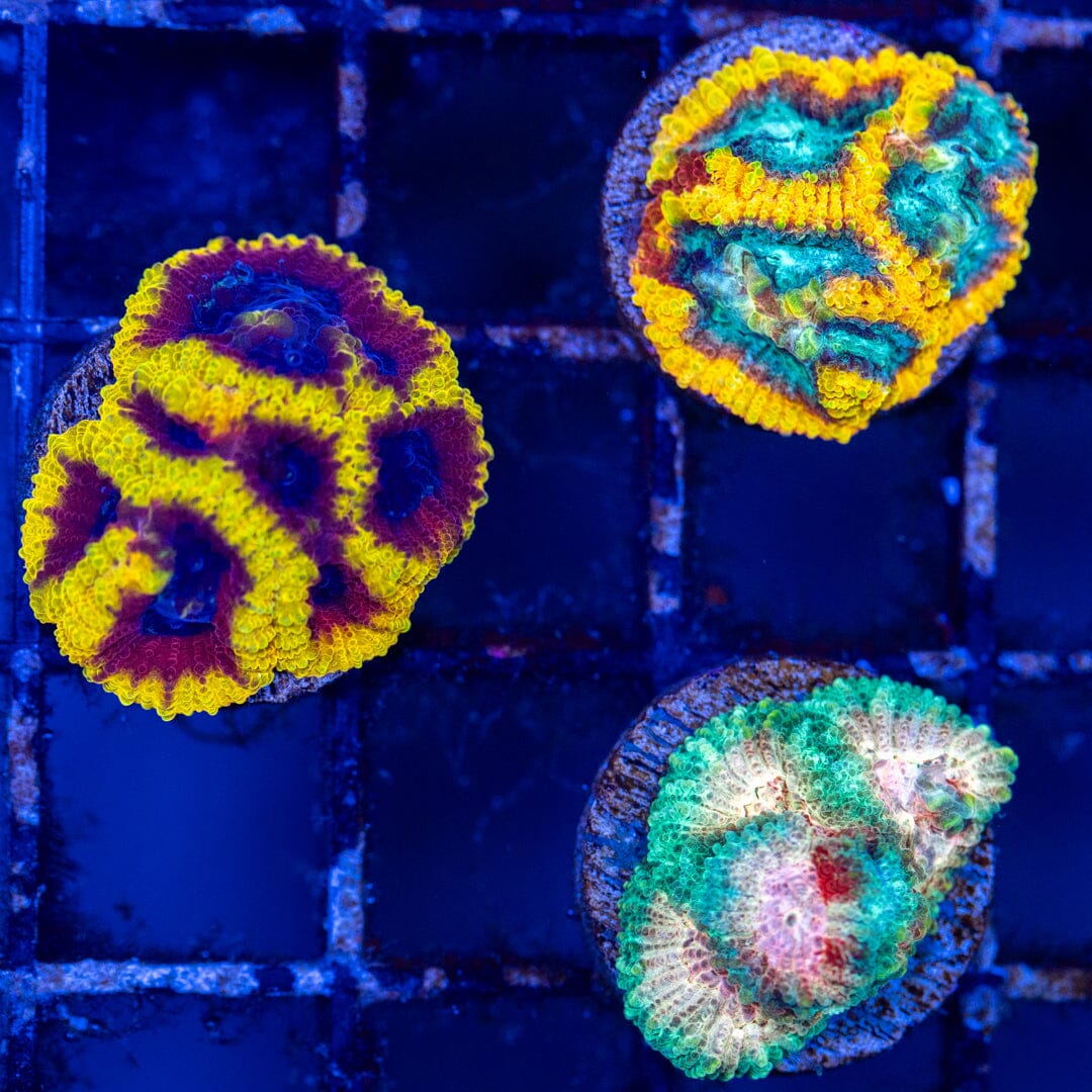 Ultra Favia Variety Pack 2A - WYSIWYG Reef Lounge Coral