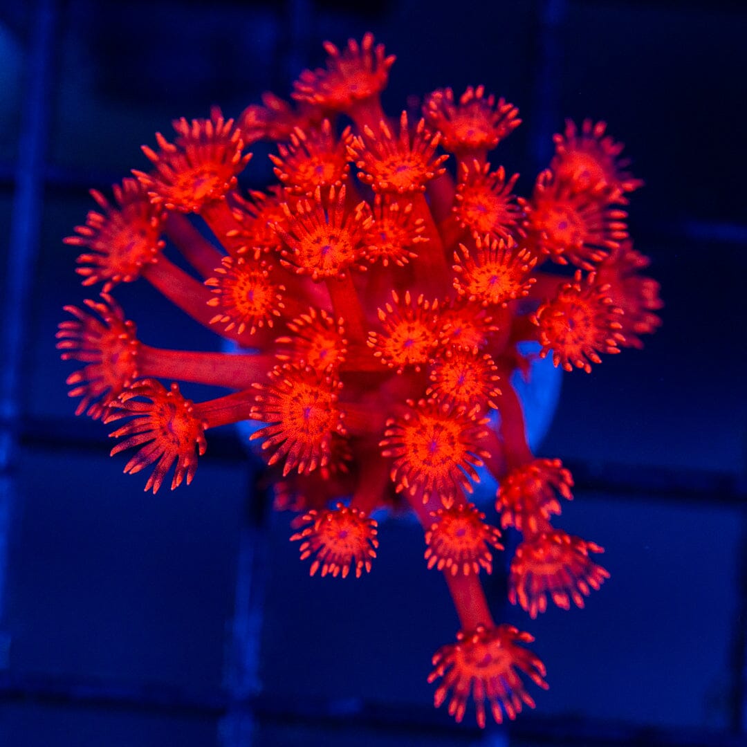 Ultra Goniopora 1A - WYSIWYG Reef Lounge Coral