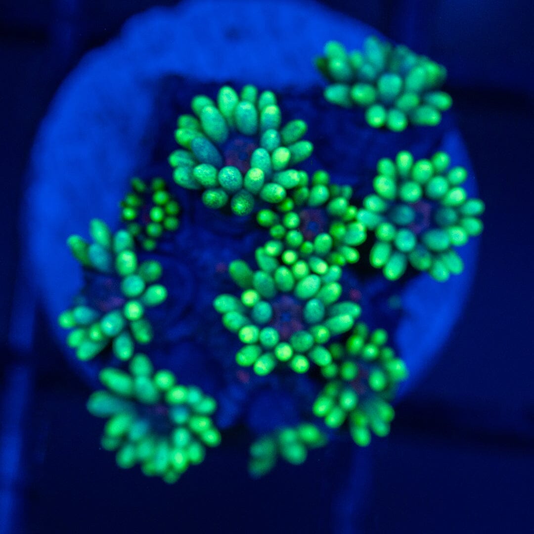 Ultra Goniopora 2A - WYSIWYG Reef Lounge Coral