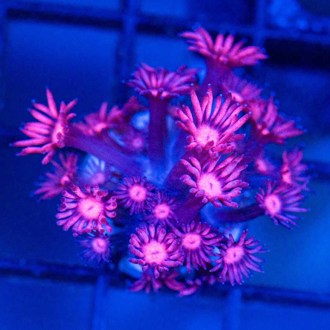 Ultra Goniopora 5A - WYSIWYG Reef Lounge Coral